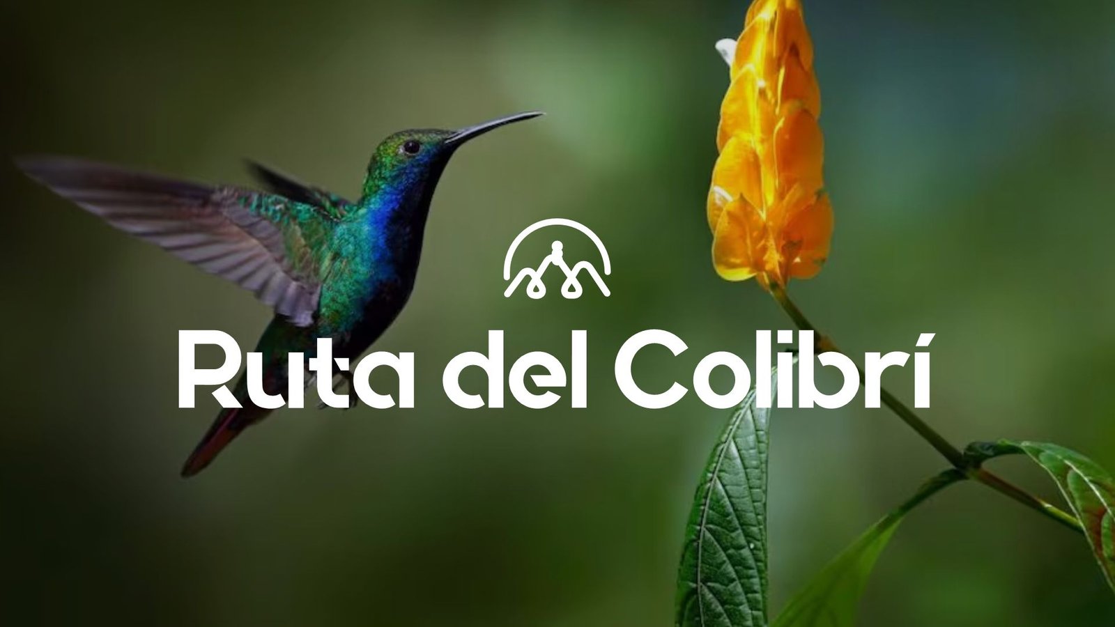 Ruta de los Colibríes: un encuentro mágico con la naturaleza